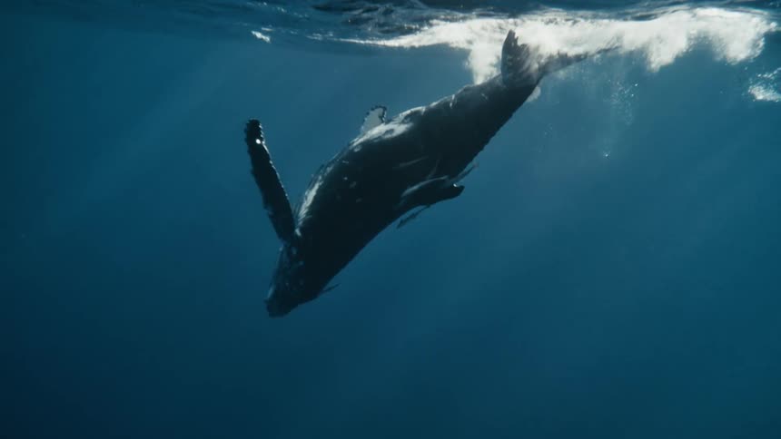 Whale on the surface of the ocean descending