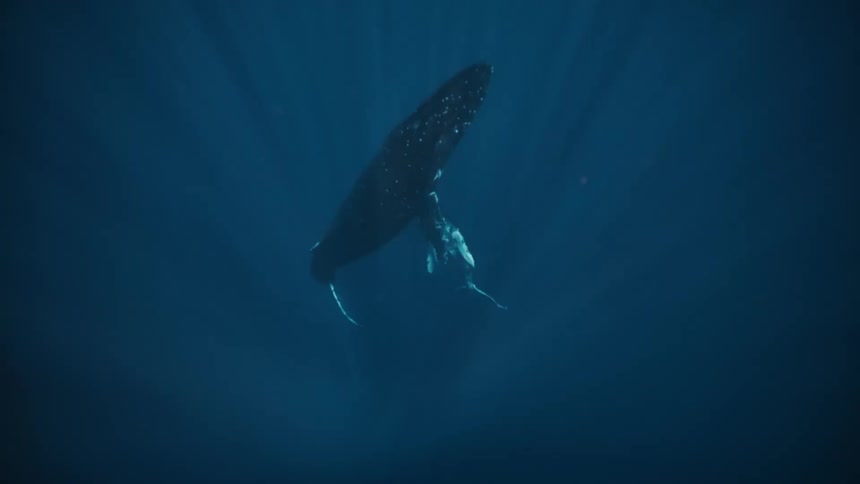 Baby whale below an adult in the depths of the ocean