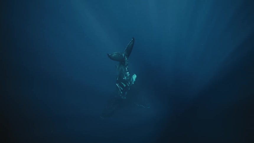 Whale swimming in the depths of the ocean