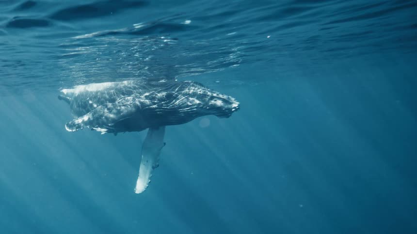 Whale swimming in the ocean near the surface