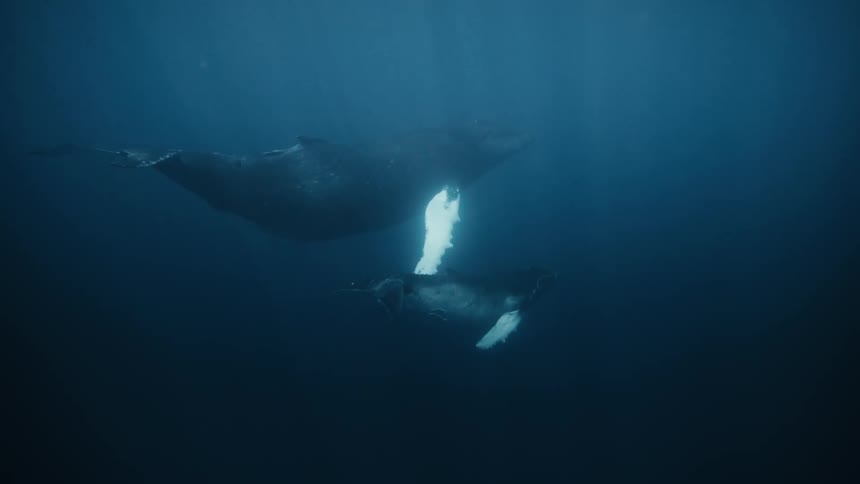 Two whales one of them a calf in the depths of the ocean