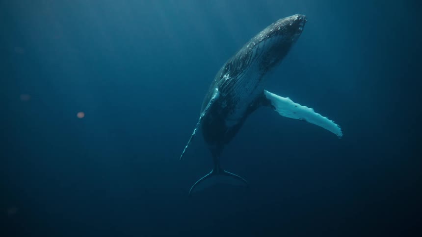 Whale rising towards the surface