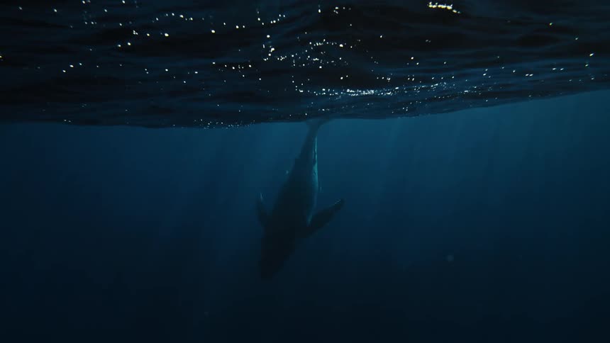 A large whale dives into the deep blue ocean its powerful tail flukes disappearing beneath the surface