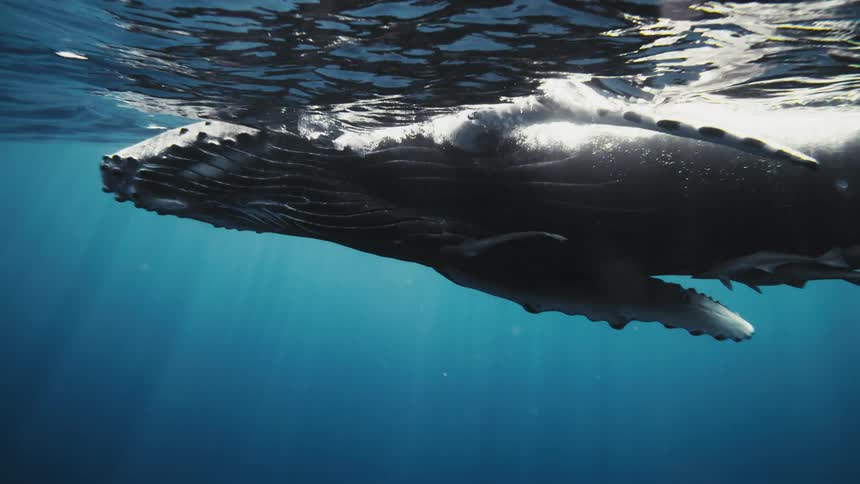 Whale swimming on the surface of the ocean