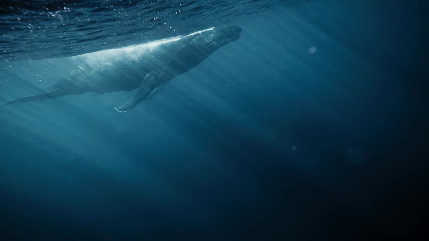 Whale swimming just below the surface of the ocean with rays of light penetrating the water
