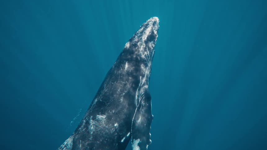 A huge whale swims up towards the sunlight