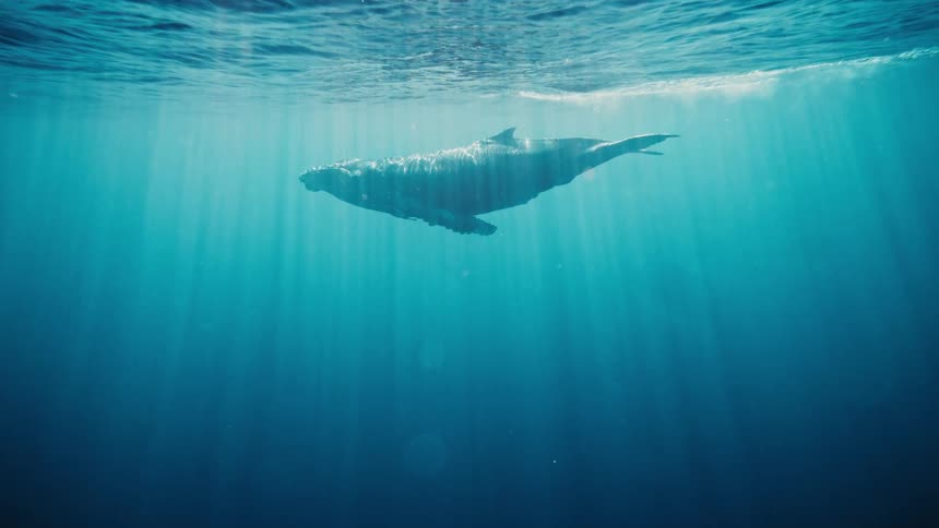 Whales swim underwater in dark blue water with streaks of light breaking through from the surface