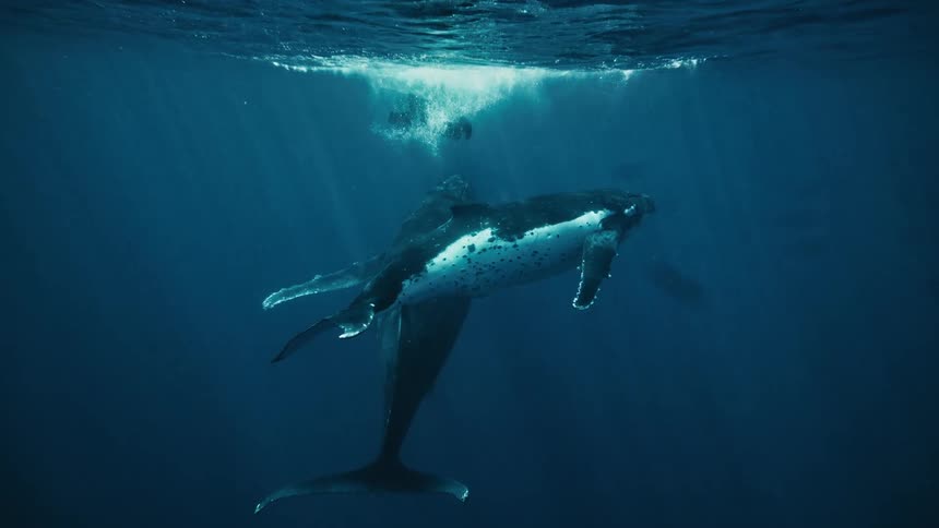 A pod of humpback whales swims gracefully through the crystal clear ocean their massive bodies illuminated by a beam of sunlight