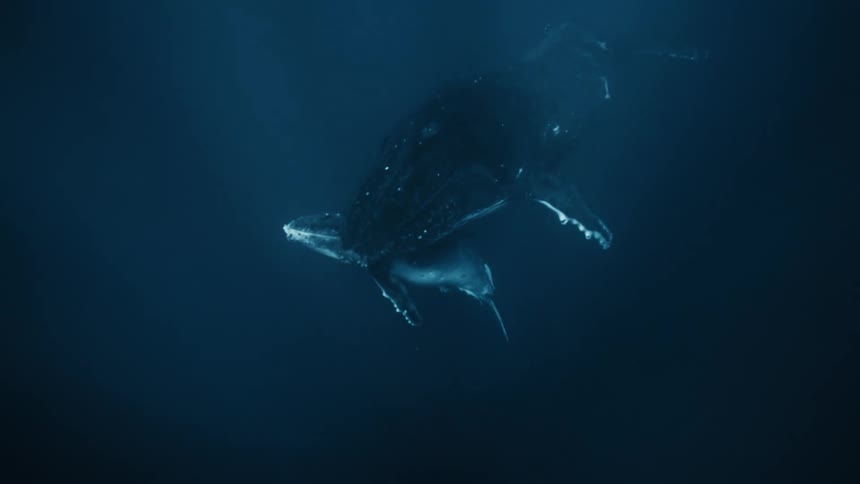 A mother humpback whale and her calf swim gracefully through the deep blue ocean illuminated by a beam of sunlight