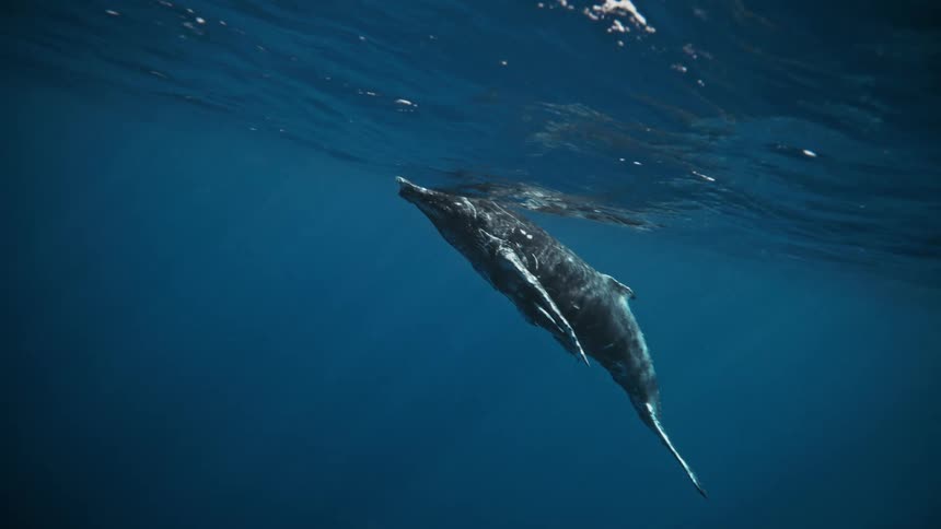 A young humpback whale swims gracefully through the crystalclear ocean its curious gaze directed towards the surface