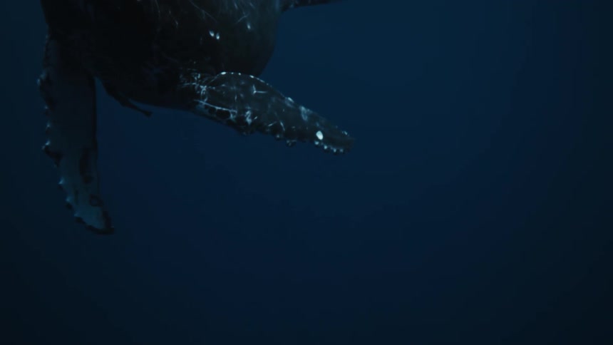A majestic humpback whale breaches the surface of the ocean its powerful body arcing through the air before plunging back into the depths