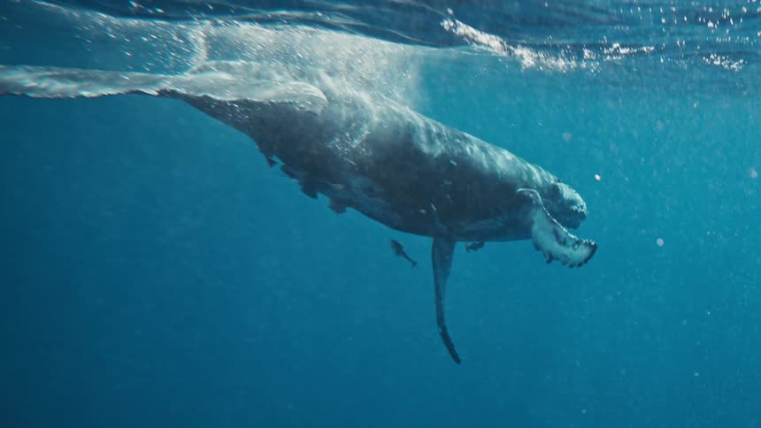 Whale swimming on the surface of the sea with the reflection of the sun