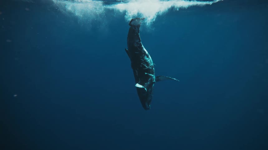 Whale swimming in a crystal clear ocean near the surface
