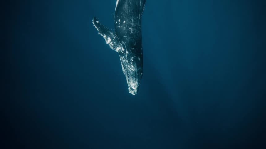 A clip of a whale descending deep in to the sea