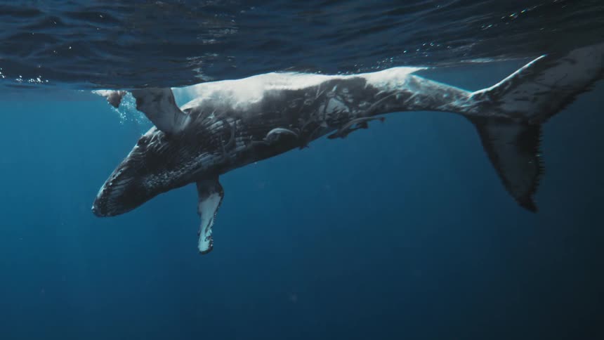 Fish surrounding a whale on the surface of the ocean