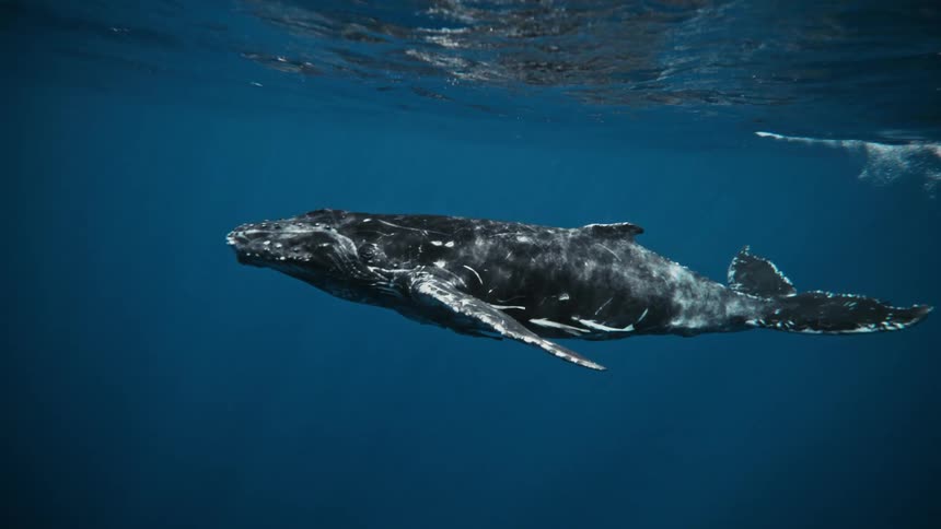 A young humpback whale swims gracefully through the crystalclear ocean its curious gaze directed towards the surface