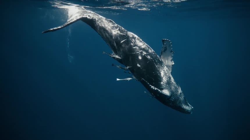 A humpback whale breaches the surface of the ocean its massive body arcing through the air before plunging back into the depths