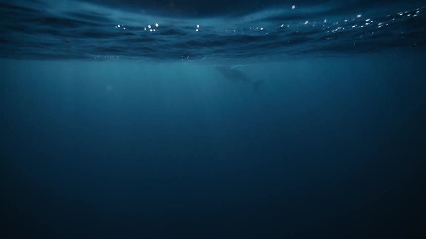 Silhouette of a whale near the surface of the ocean
