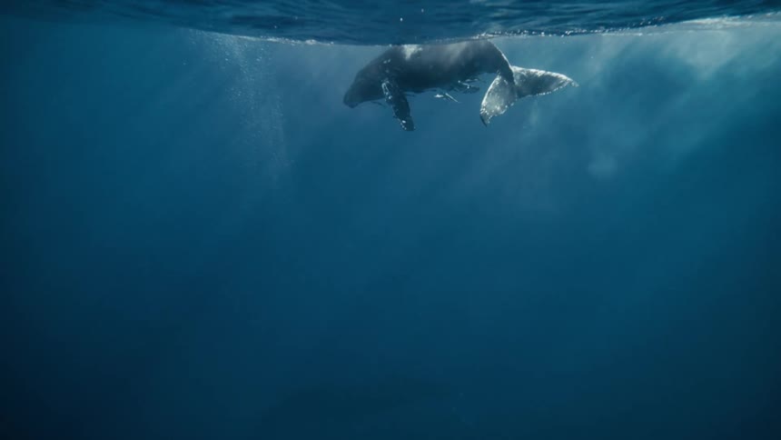 Whale floats underwater near the surface of the ocean