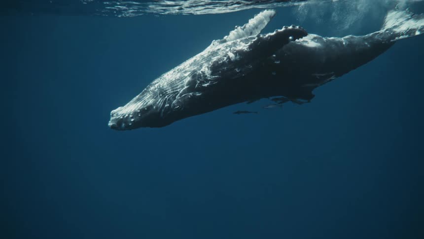 A large humpback whale swims gracefully through the crystal clear ocean its massive body illuminated by a beam of sunlight