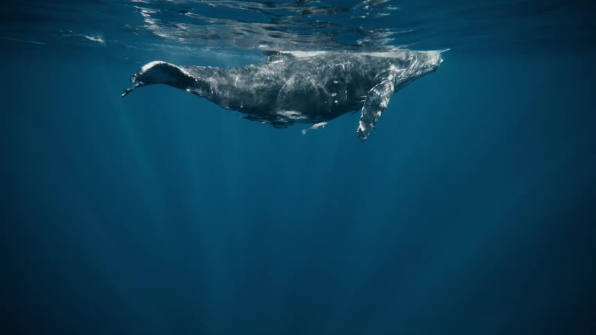 An underwater clip of a whale swimming