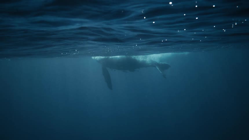 A large whale dives into the deep blue ocean its powerful tail flukes disappearing beneath the surface