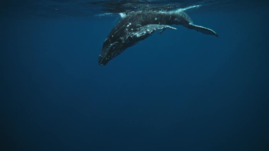 Whale swimming to the surface and descending back into the ocean