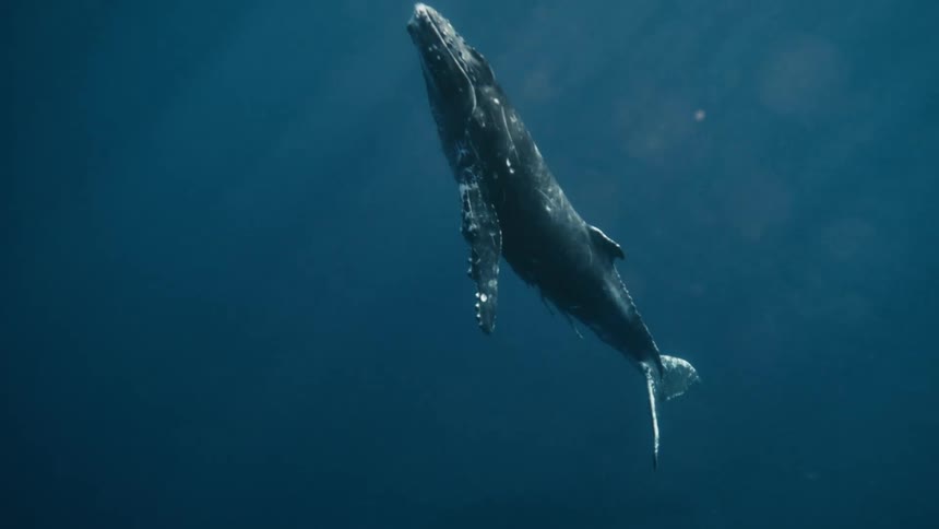 Under water theres a whale swimming towards the surface