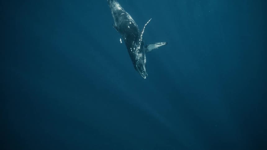 Whale swimming near the surface of the sea during the day