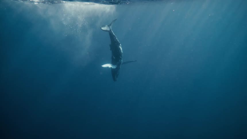 A humpback whale dives gracefully into the deep blue ocean its powerful tail flukes disappearing beneath the surface