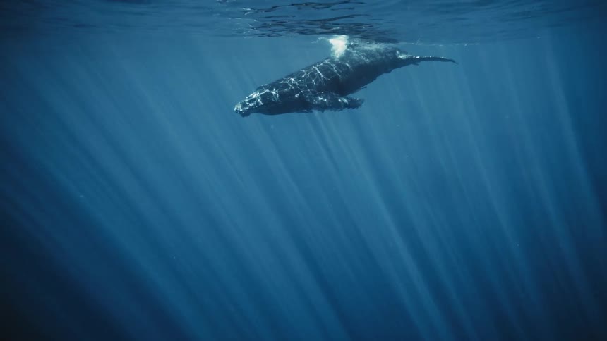 Lonely whale swimming on the surface of the blue ocean