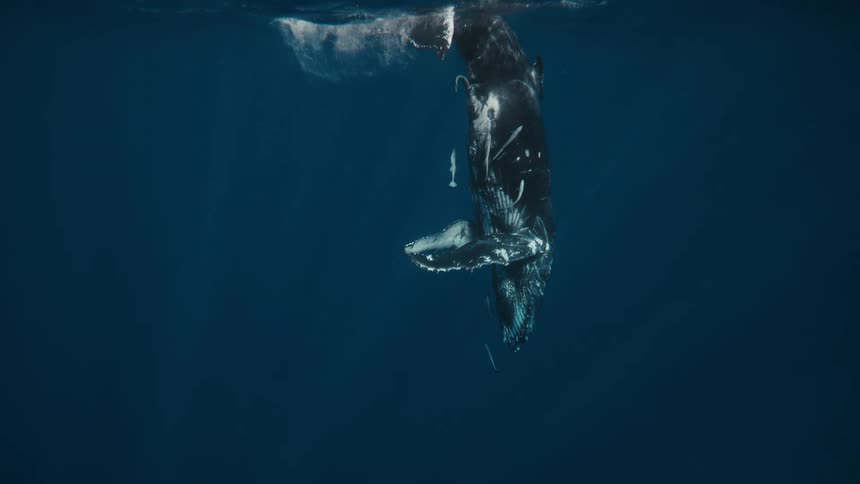 A humpback whale swims vertically in the ocean