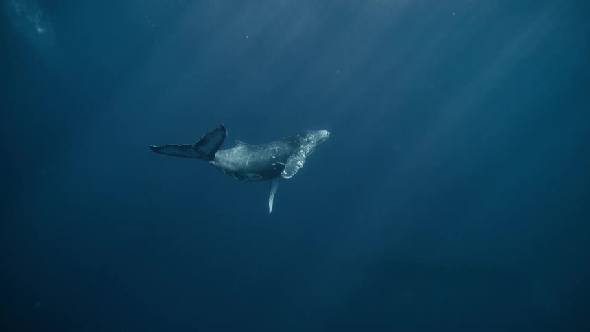 The whale floats around underwater