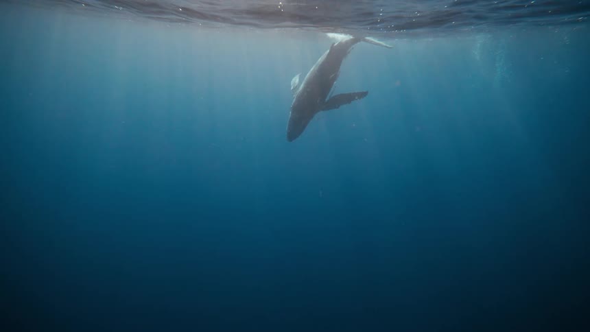 Whale swimming on the surface of the ocean and heading towards the depths
