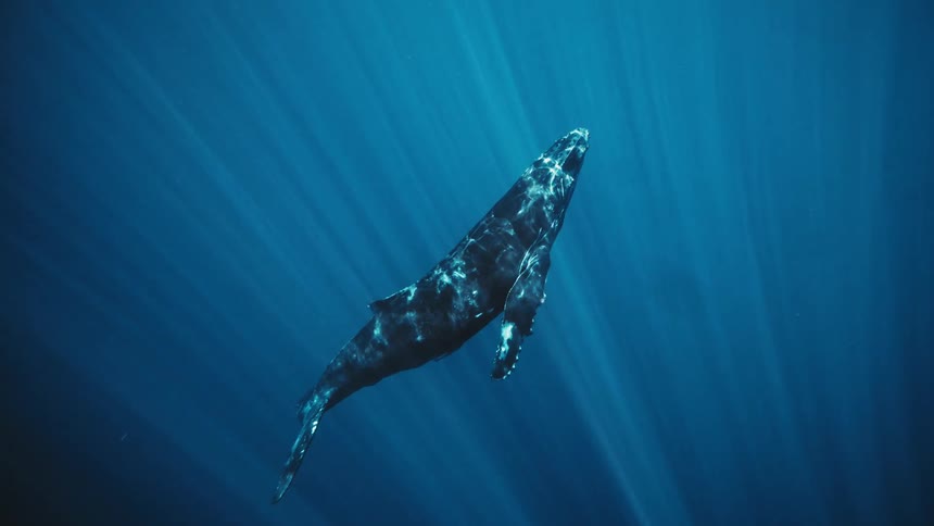 A large whale swimming in the deep blue ocean