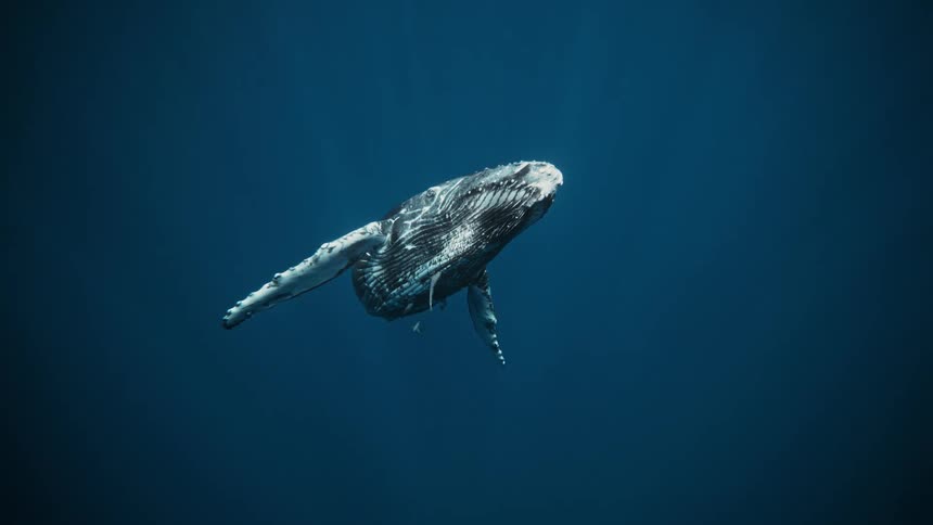 A dark humpback whale swims diagonally downwards in deep blue water its white markings visible along its body and flippers