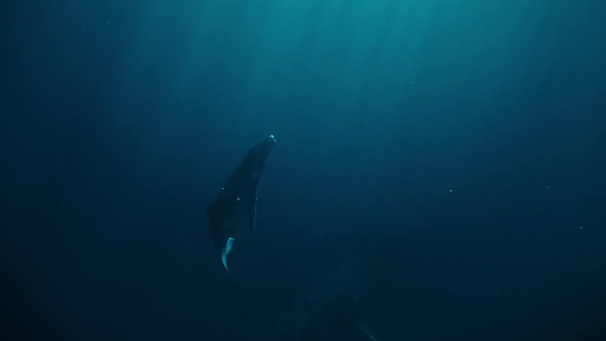 Whale swimming in the ocean towards the surface