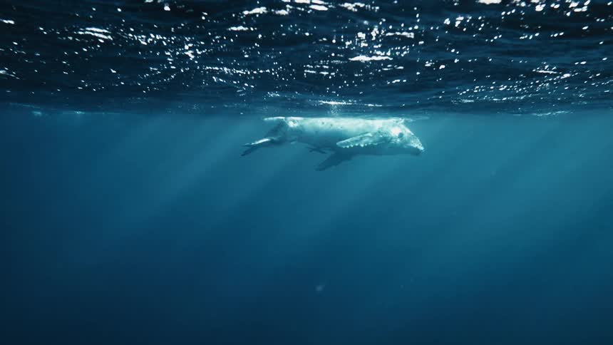 Whale swimming near the surface of the ocean with sun reflection