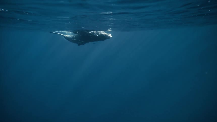 Large whale swimming on the surface of the ocean during the day