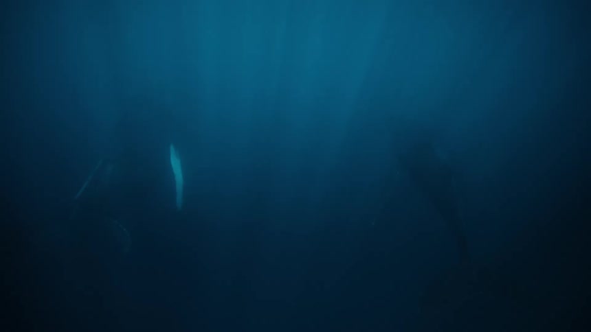 A humpback whale and its calf swimming in the deep ocean partially obscured by the murky water