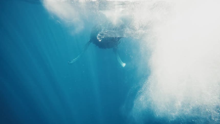 Whale swimming on the surface of the ocean with bubbles