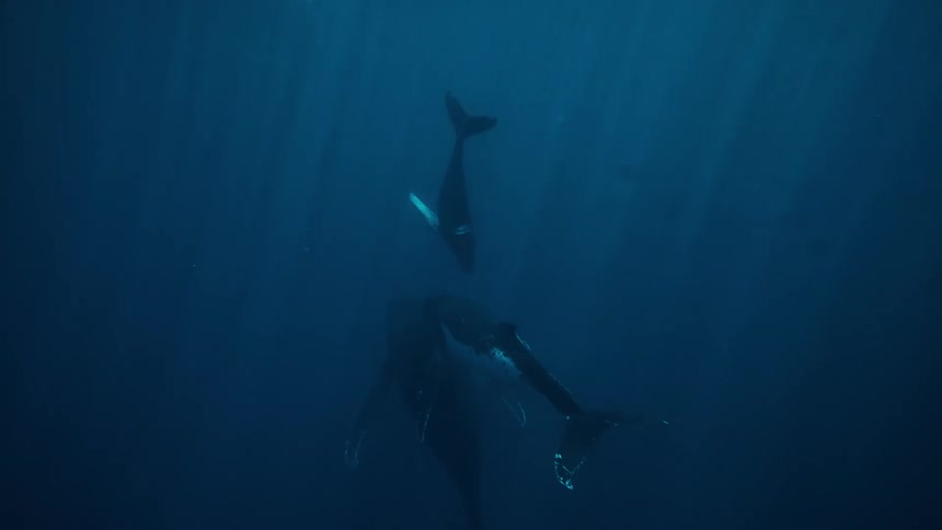 Whales of different sizes together in the ocean