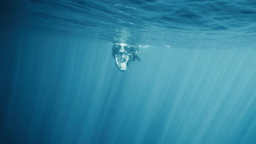 An underwater footage of a whale