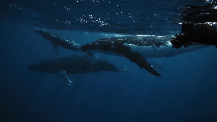 A pod of humpback whales gracefully glides through the crystalclear ocean their massive bodies illuminated by a beam of sunlight