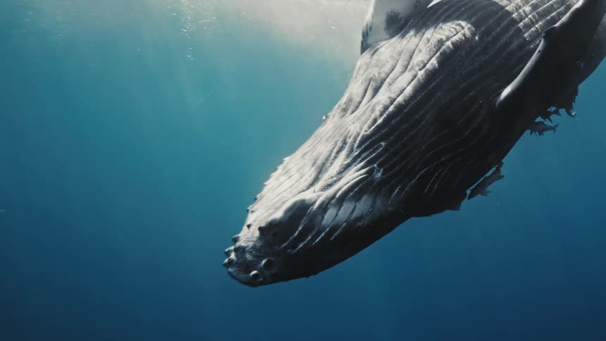 A large humpback whale swims underwater its textured gray body angled diagonally across the frame with one flipper raised