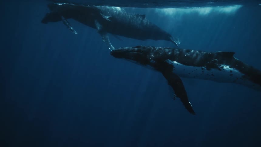 A group of whales swim together underwater