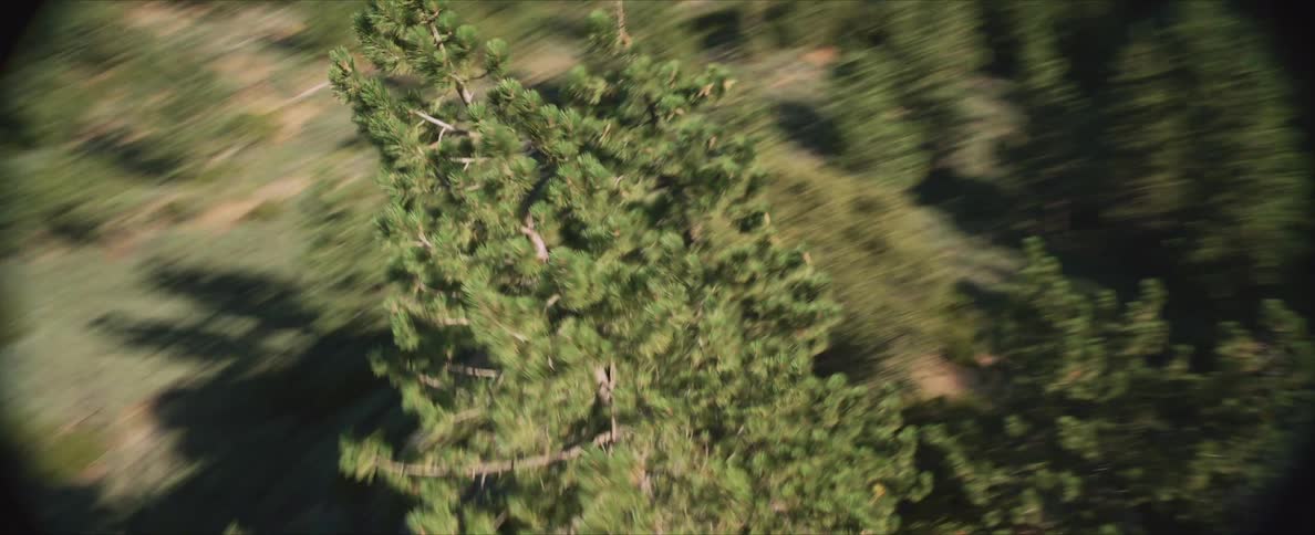 A twist shot of a large pine tree in a forest