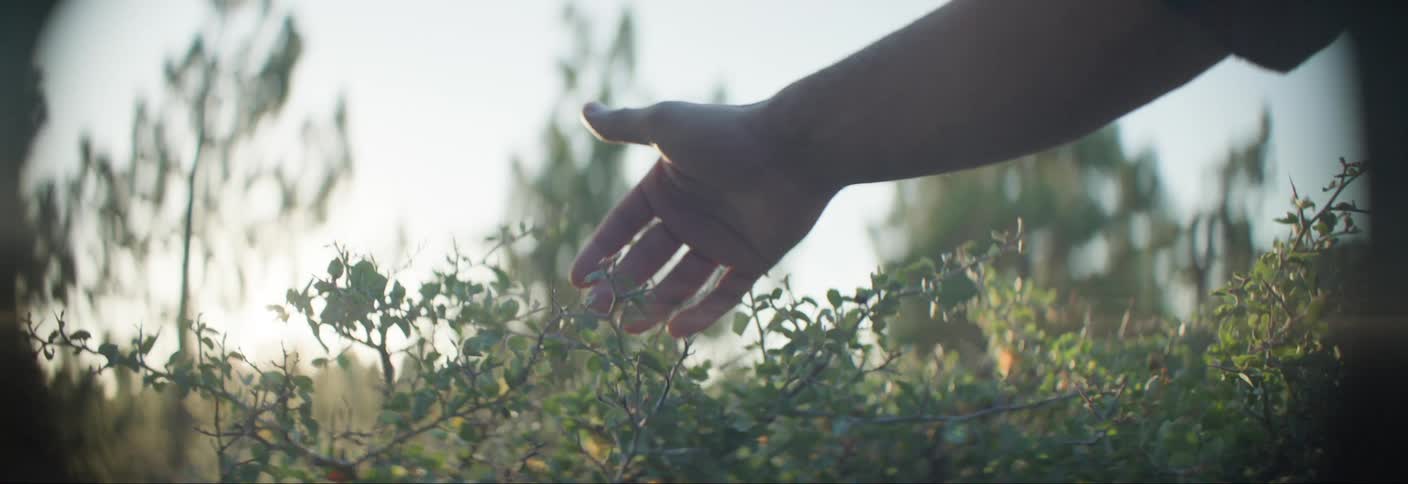 A hand gently brushes the leaves of a small bush