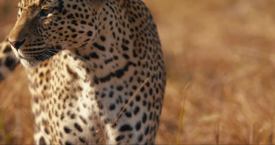 Leopard walking in the jungle during the day