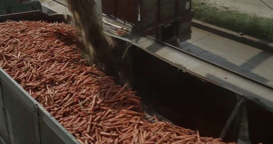 A large bin being filled with vegetables from a machine